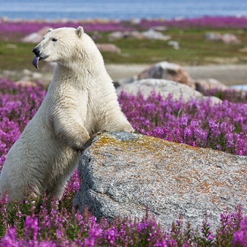 Природа Арктики