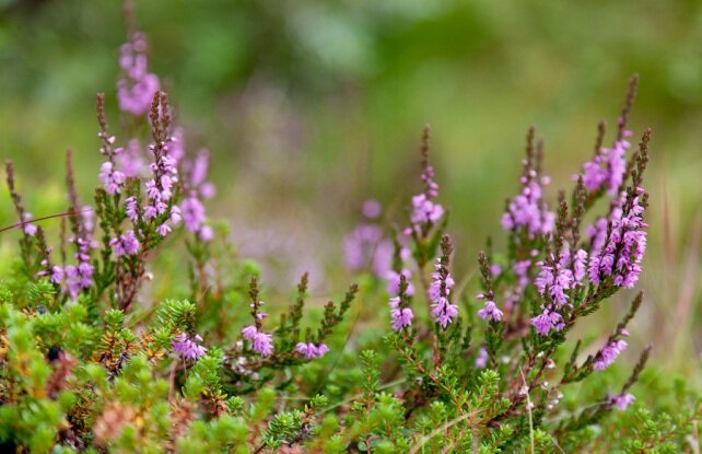Семейство бобовые Семейство бобовые