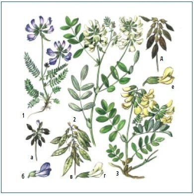 Астрагалы Астрагалы