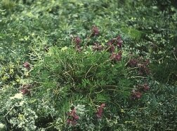 Копеечник Маккензи Копеечник Маккензи