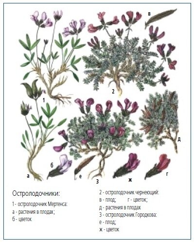 Остролодочники Остролодочники