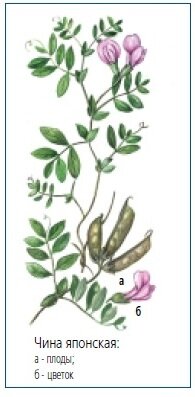 Чина японская Чина японская