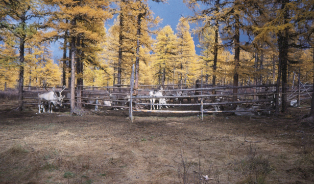 Оленеводство Оленеводство